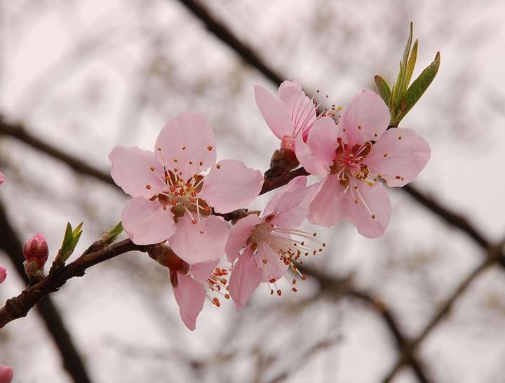 陌上花已开,你还傻傻分不清桃花,杏花,樱花,梨花,李花,海棠花?