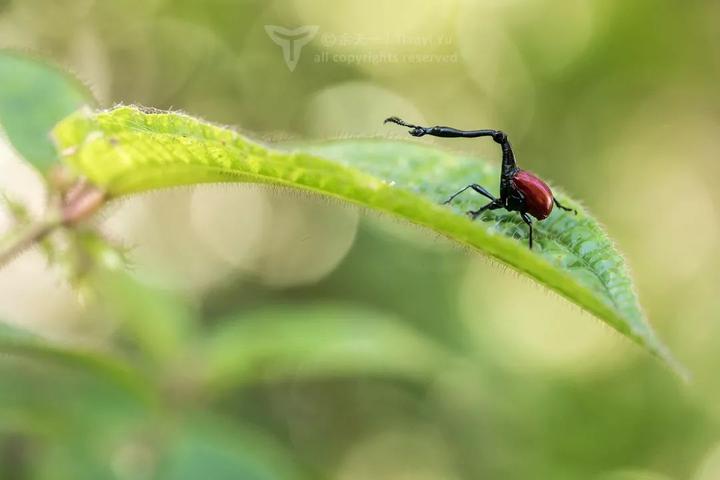 马达加斯加昆虫的明星物种,超可爱的长颈鹿象鼻虫.图片:余天一