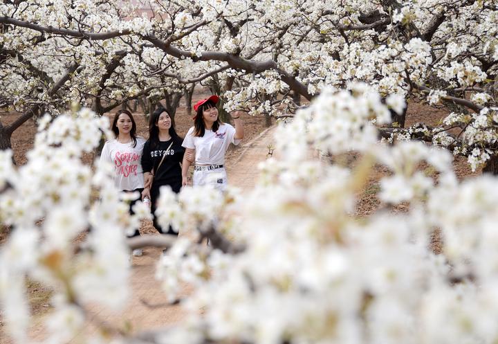 2019年3月27日,游客在河北省邯郸市魏县东南温村梨园内踏青赏花.