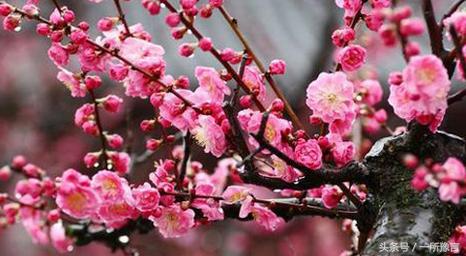 许昌人口最少县市鄢陵县别名花都，中国花木第一县！