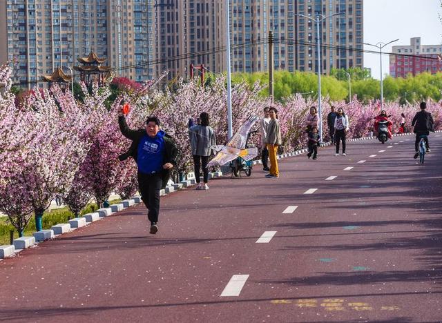 驻马店西平：海棠绽放烘染泼积  小县城呈现都市风范