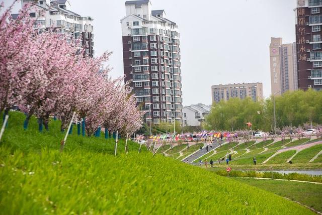 驻马店西平：海棠绽放烘染泼积  小县城呈现都市风范