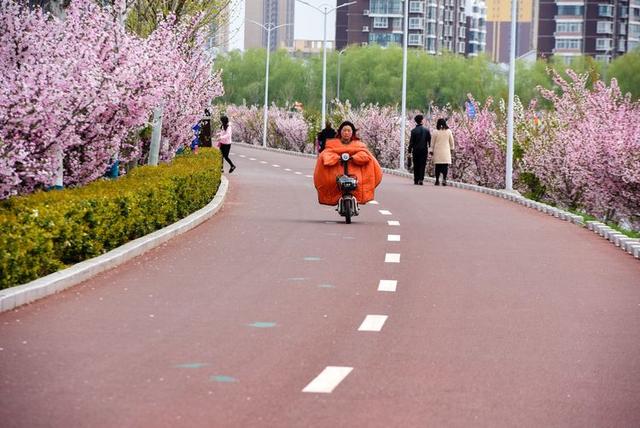 驻马店西平：海棠绽放烘染泼积  小县城呈现都市风范