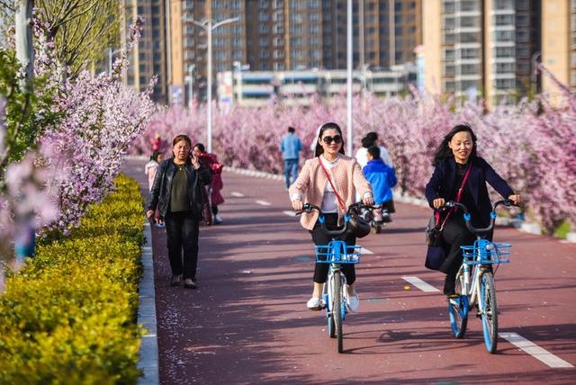 驻马店西平：海棠绽放烘染泼积  小县城呈现都市风范