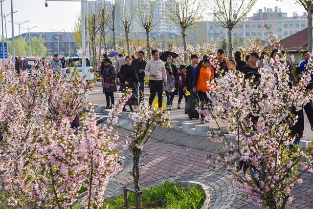 驻马店西平：海棠绽放烘染泼积  小县城呈现都市风范