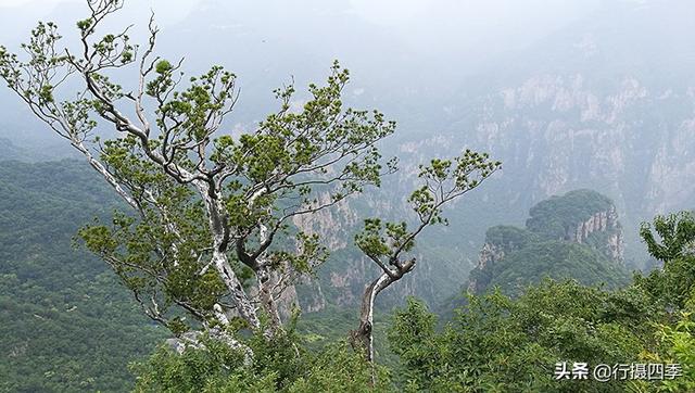 真美，太行山顶挺立千棵古老白皮松，最大的已3800年