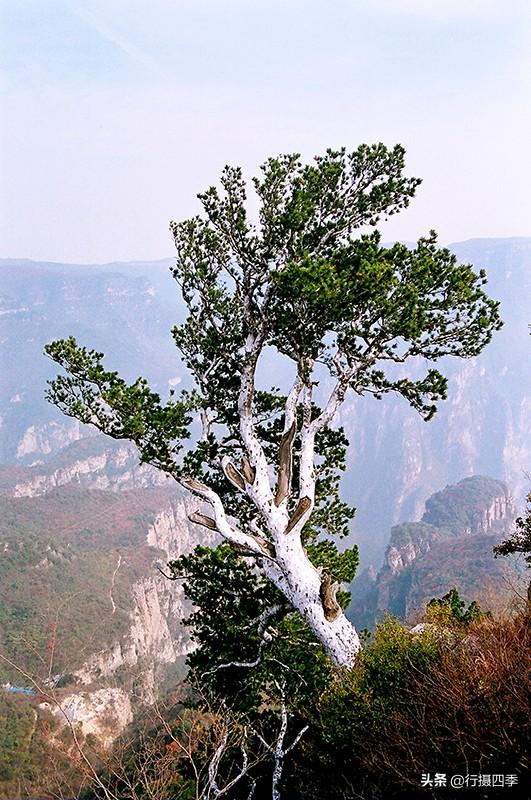 真美，太行山顶挺立千棵古老白皮松，最大的已3800年