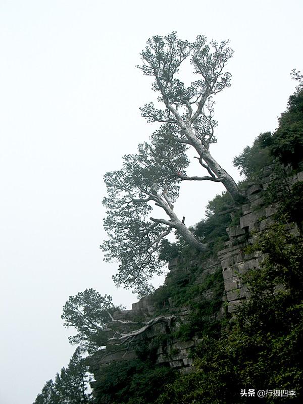 真美，太行山顶挺立千棵古老白皮松，最大的已3800年