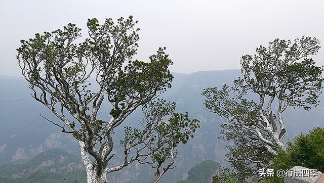 真美，太行山顶挺立千棵古老白皮松，最大的已3800年