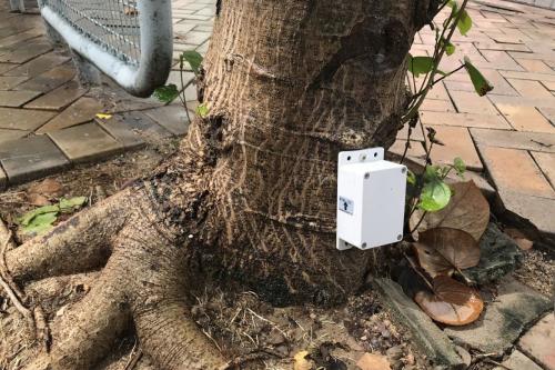 香港将有8000树木底部安装传感器，以测量树木倾斜角度和方向。图片来源：香港特区政府新闻网