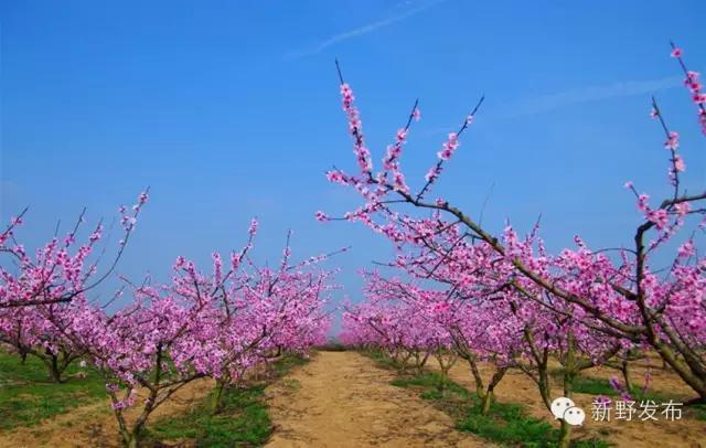 碧海银滩桃花园  生态旅游新农村