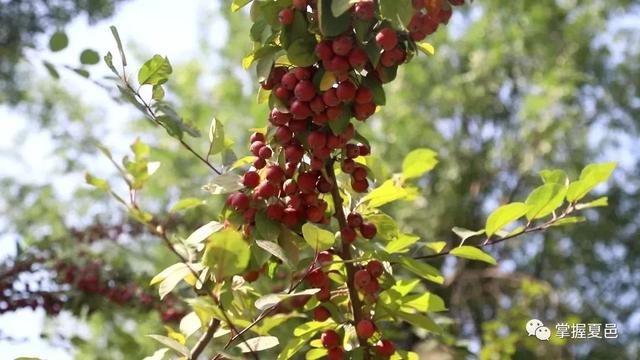 更名了！夏邑这处风景，换了个更美的名字