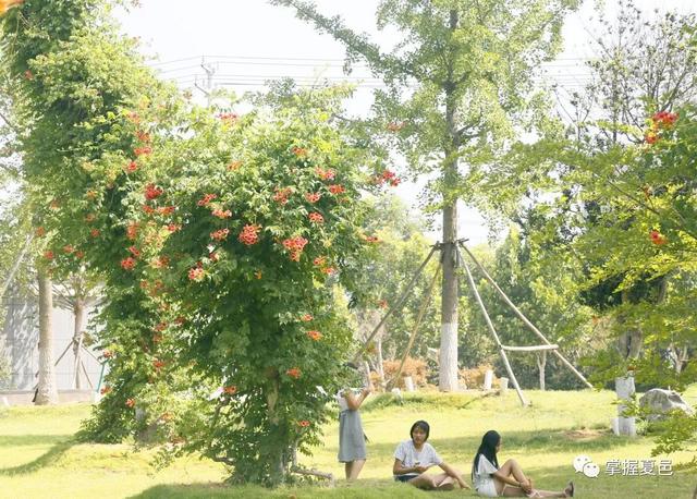 更名了！夏邑这处风景，换了个更美的名字