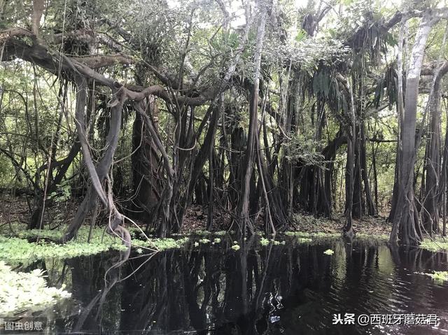 亚马逊热带雨林的美,不该被大火毁掉