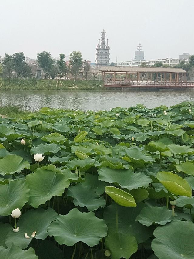 走进千年古城，道德真源——鹿邑