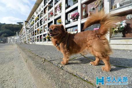 都灵将建立宠物公墓