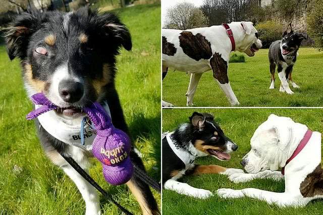 英国边牧犬失明 牛头犬来给其当导盲犬 俩狗形影不离场面太有爱 埃德蒙顿 新闻 华人头条