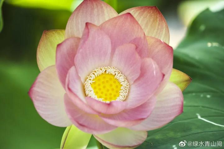 Now It Is The Time To See Lotus Flowers You Are Welcomed To Fuzhou And Enjoy The Beautiful Lotus Flowers In Summer Days 英格兰 新闻 华人头条