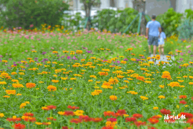 zinnia flower sea        has already opened        how beautiful