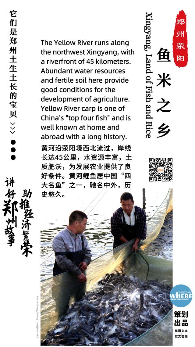 【双语听读】Yellow River Carp from Zhengzhou 万亩鱼塘，鱼米之乡