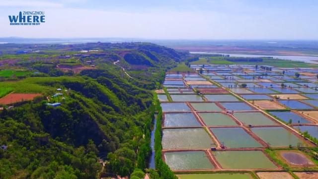 【双语听读】Yellow River Carp from Zhengzhou 万亩鱼塘，鱼米之乡