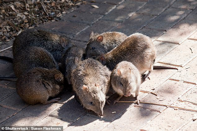 老鼠上街竟跟疫情有关 两周前,墨尔本恢复了第三阶段的限制,禁令之下