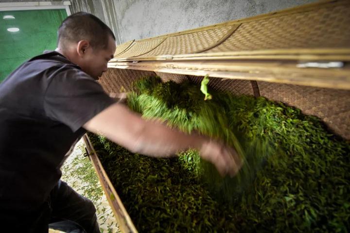 漳平水仙茶制作工序—揉捻 开销路拓渠道,一片绿叶富了一方百姓