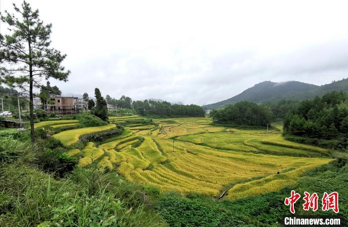 向阳乡水稻梯田,美不胜收.张金川 摄