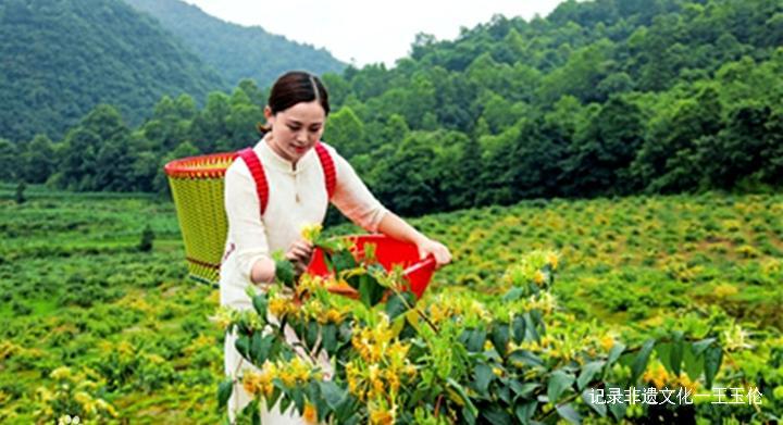 中国金银花之乡——绥阳县“三转三变”做大金银花产业