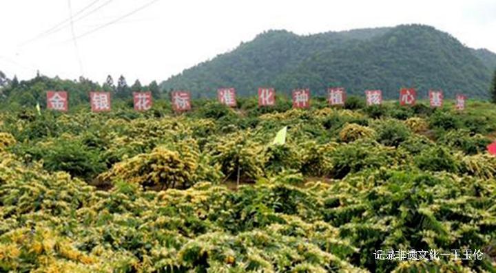 中国金银花之乡——绥阳县“三转三变”做大金银花产业