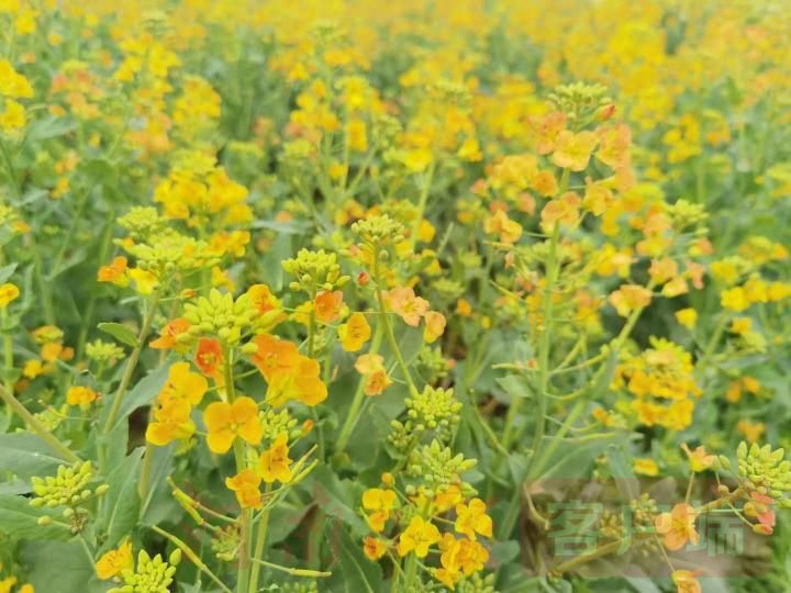 邓州市首届油菜花季双周游火爆来袭