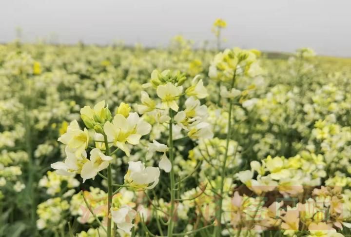 邓州市首届油菜花季双周游火爆来袭