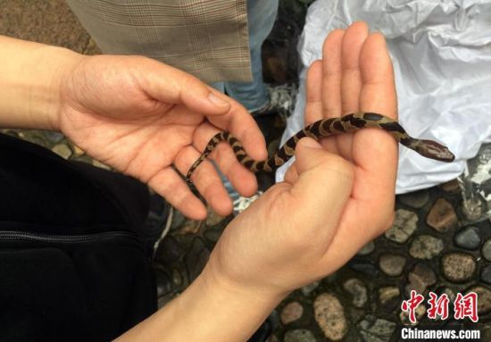 4月13日，专家在启动仪式现场发现环纹华游蛇。张丽君 摄