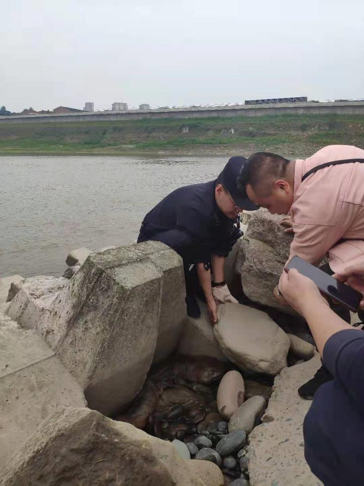 保护长江生态 长江公安泸州派出所成功救助野生娃娃鱼