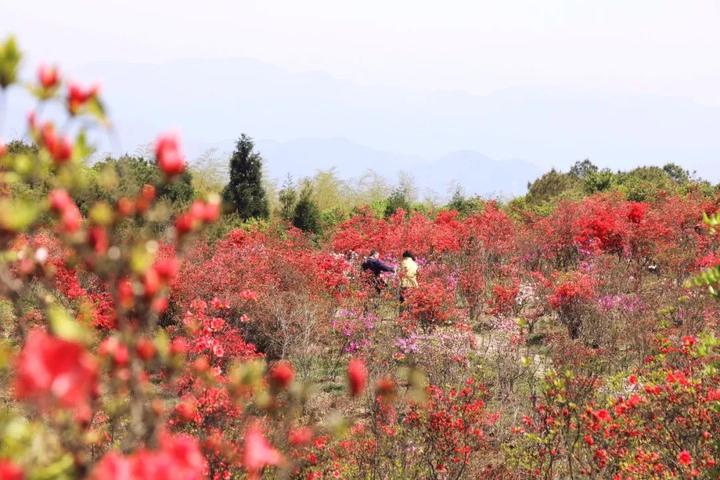 杜鹃花