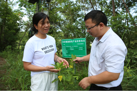 罗群英在介绍黄花远志