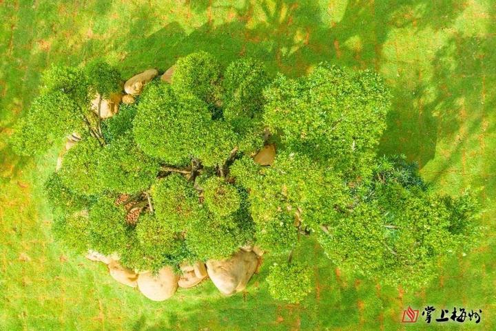 国内罕见！梅州有棵树龄300余年的赤楠孤品，一睹古树“真容”