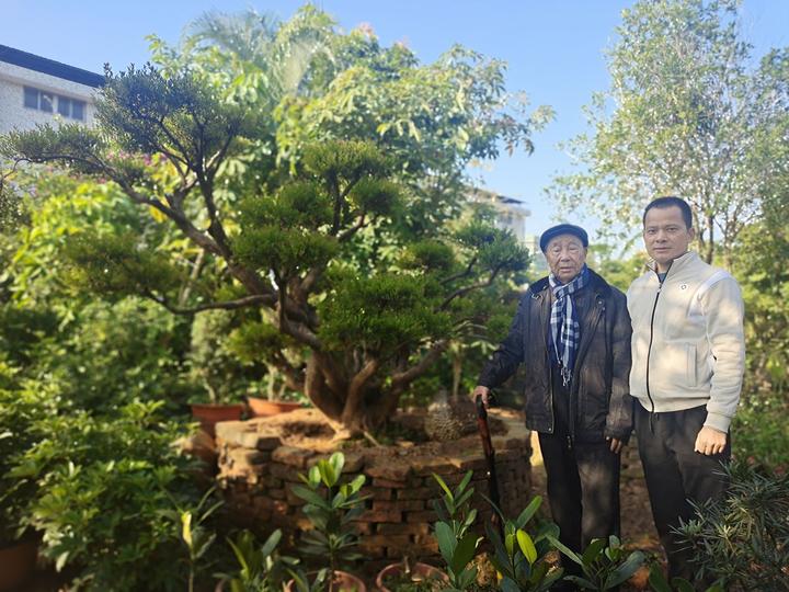 国内罕见！梅州有棵树龄300余年的赤楠孤品，一睹古树“真容”