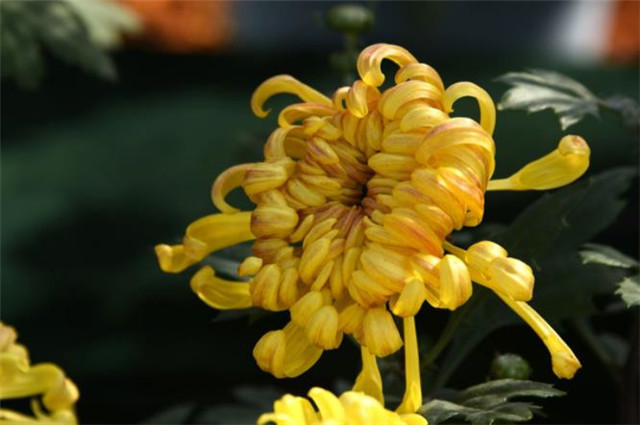 重阳节菊花美诗九首九日重阳节开门有菊花