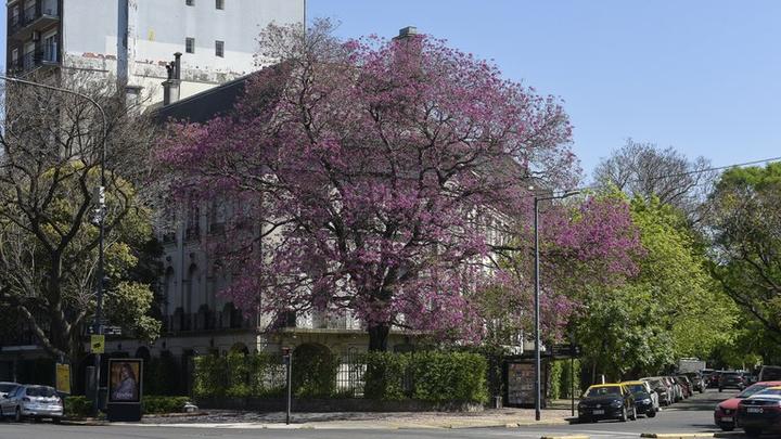 华人头条阿根廷10月25日讯/koo:每当拉帕乔树(lapachos)开出粉红色的