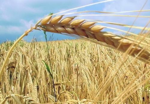 2017年俄罗斯小麦出口_俄罗斯禁止稀土出口_印度禁止小麦出口