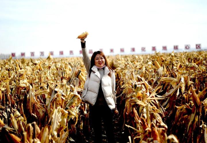 四平市梨树县国家百万亩绿色食品原料(玉米)标准化生产基地核心示范区