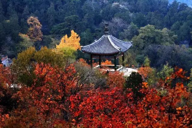 栖霞山栖霞丹枫