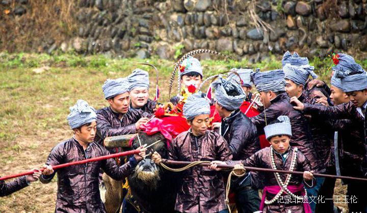贵州从江：古老而神秘的斗牛文化与侗款文化