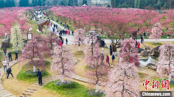 问花村千亩梅花园花成海.都江堰市委宣传部供图