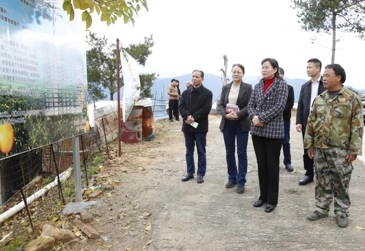 村水仙茶种植基地,贡柑种植基地和东坑村蔬菜基地,马桂秋走进田间地头