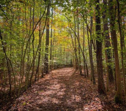 Hiking trails on the Eno River.