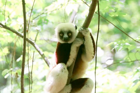 Duke Lemur Center hosts Earth Day open house