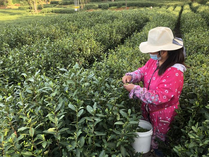 江西上饶：天气晴好采茶忙