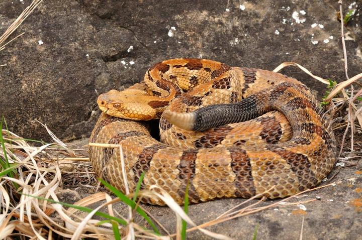 See a snake? Here's how to identify the venomous ones in South Carolina |  News | postandcourier.com